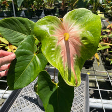 Load image into Gallery viewer, Anthurium Anuenue Obake Bicolor pink/green Fedex 2day
