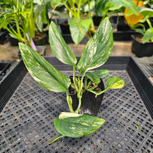 Load image into Gallery viewer, Monstera Standleyana Aurea, Exact Plant Variegated Ships Nationwide
