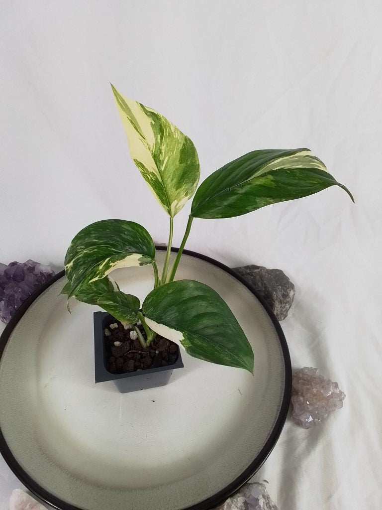 Monstera Lechleriana , Exact Plant Variegated Ships Nationwide