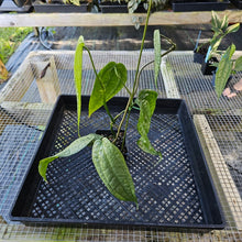 Load image into Gallery viewer, Anthurium Sp. Limon, Exact Plant Double plant Ships Nationwide
