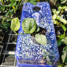 Load image into Gallery viewer, Scindapsus Peasun, Exact Plant Variegated Ships Nationwide
