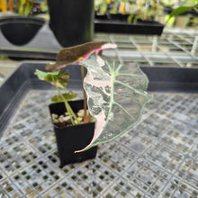 Load image into Gallery viewer, Alocasia Polly Snowflake Pink variegated exact plant, Fedex 2day*
