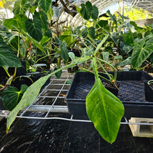 Load image into Gallery viewer, Philodendron Joepii, Exact Plant Ships Nationwide
