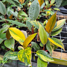 Load image into Gallery viewer, Philodendron Red Congo Variegated 2.5" pot, Fedex 2day*
