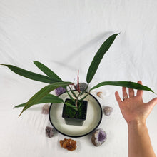 Load image into Gallery viewer, Philodendron Bicolor, Exact Plant
