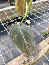 Load image into Gallery viewer, Philodendron Melanochrysum, Exact Plant Variegated Ships Nationwide
