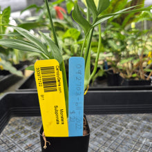 Load image into Gallery viewer, Monstera Subpinnata, Exact Plant Ships Nationwide
