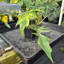 Load image into Gallery viewer, Philodendron Florida Beauty X Tortum, Exact Plant Variegated Ships Nationwide
