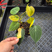 Load image into Gallery viewer, Philodendron Hederaceum Micans Aurea, Exact Plant Variegated Ships Nationwide
