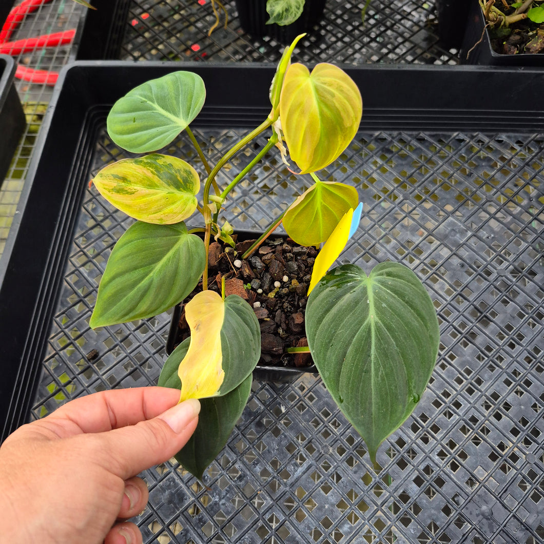 Philodendron Hederaceum Micans Aurea, Exact Plant Variegated Ships Nationwide