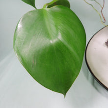 Load image into Gallery viewer, Philodendron Microstictum. Shipped Nationwide
