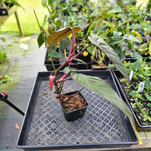 Load image into Gallery viewer, Philodendron Dark Lord, Exact Plant Ships Nationwide
