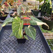 Load image into Gallery viewer, Philodendron Gloriosum variegated, Exact Plant Ships Nationwide
