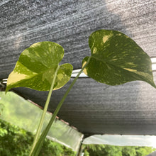 Load image into Gallery viewer, Monstera Deliciosa Creme Brulee variegated exact plant, Fedex 2day*
