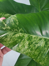 Load image into Gallery viewer, Giganteum &#39;Blizzard&#39;, Exact Plant, variegated Philodendron
