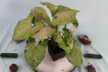 Load image into Gallery viewer, Variegated Syngonium Green Splash Exact Plant Ships nationwide
