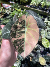 Load image into Gallery viewer, Alocasia Black Velvet Pink variegated 2.5" pot, Fedex 2day*
