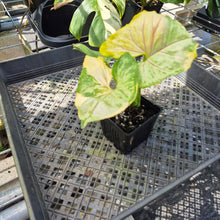 Load image into Gallery viewer, Syngonium Mango Allusion, Orm Thong, Exact Plant Variegated Ships Nationwide

