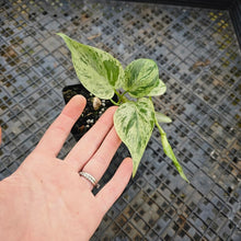 Load image into Gallery viewer, Philodendron Hederaceum, Heart Leaf, Exact Plant Variegated Ships Nationwide
