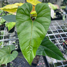 Load image into Gallery viewer, Anthurium Decipiens, Exact Plant
