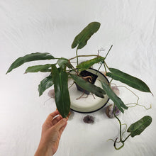 Load image into Gallery viewer, Philodendron Atabapoense, Exact Plant Ships Nationwide
