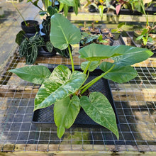 Load image into Gallery viewer, Philodendron Giganteum, Exact Plant Variegated
