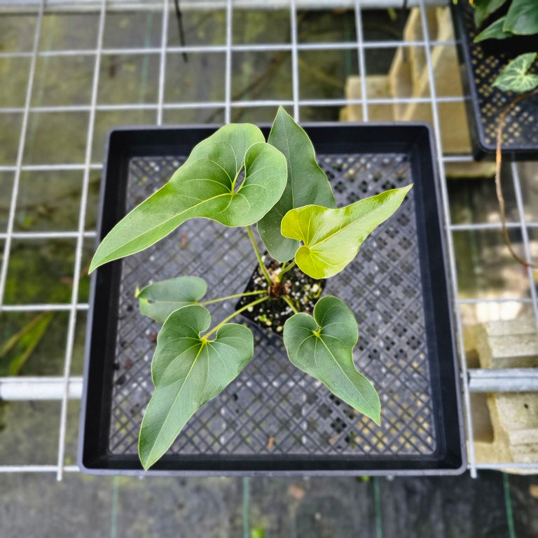 Anthurium Brownii, Exact Plant