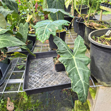 Load image into Gallery viewer, Alocasia Psuedosanderiana exact plant, Fedex 2day*
