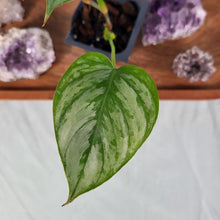 Load image into Gallery viewer, Philodendron Sodiroi True Form 2.5&quot; Pot, Fedex 2 day*
