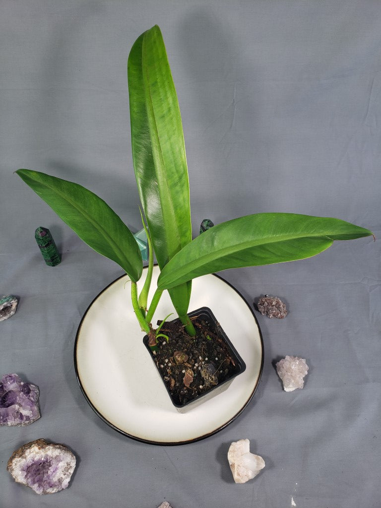 philodendron crassinervium price Philodendron Crassinervium 4" pot, Fedex 2day* – Canopy Gems
