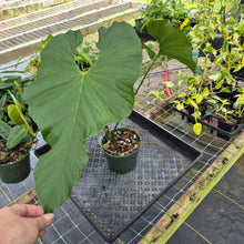 Load image into Gallery viewer, Anthurium Balaoanum "Dussii", Exact Plant Ships Nationwide
