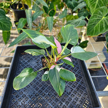 Load image into Gallery viewer, Philodendron White Princess, Exact Plant Variegated Ships Nationwide
