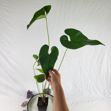 Load image into Gallery viewer, Anthurium Decipiens, Exact Plant Ships Nationwide
