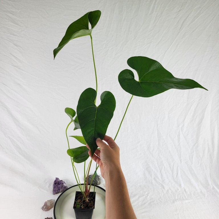 Anthurium Decipiens, Exact Plant Ships Nationwide