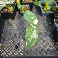 Load image into Gallery viewer, Syngonium Chiapense, Exact Plant Variegated 2&#39;&#39; pot Ships Nationwide
