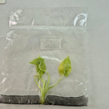 Load image into Gallery viewer, Alocasia Macrorhizza Aurea Variegated tissue culture 2DayAir
