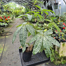 Load image into Gallery viewer, Pachira Aquatica Money Tree Variegated exact plant, Fedex 2day*
