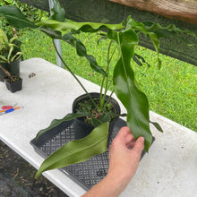 Load image into Gallery viewer, Philodendron Thaumatophyllum Goeldii X Selloum "African Fantasy, Exact Plant
