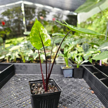 Load image into Gallery viewer, Alocasia Macrorhizza Black Stem, Exact Plant Variegated
