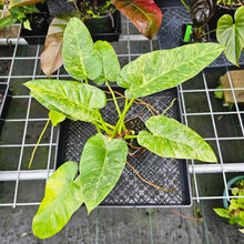 Load image into Gallery viewer, Philodendron Giganteum, Exact Plant Variegated
