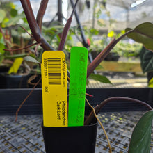 Load image into Gallery viewer, Philodendron Dark Lord, Exact Plant Ships Nationwide

