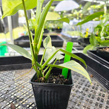 Load image into Gallery viewer, Philodendron Hastatum Silver Sword, Exact Plant Variegated Ships Nationwide
