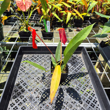 Load image into Gallery viewer, Anthurium Scherzerianum "Pig Tail" exact plant, Fedex 2day*
