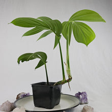 Load image into Gallery viewer, Rhaphidophora Decursiva, Exact Plant Dragon Tail Ships Nationwide
