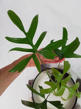 Load image into Gallery viewer, Philodendron Quercifolium, Exact Plant Ships Nationwide
