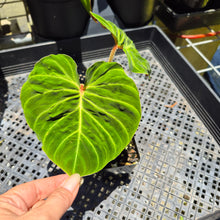 Load image into Gallery viewer, Philodendron Verrucosum Amazon Sunset, Exact Plant Ships Nationwide
