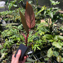 Load image into Gallery viewer, Philodendron Dark Lord 2.5" pot, Fedex 2day*
