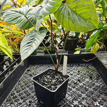 Load image into Gallery viewer, Philodendron Sodiroi True Form, Exact Plant
