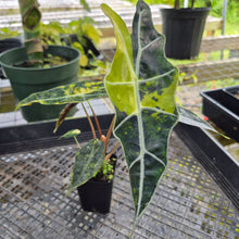 Load image into Gallery viewer, Alocasia Sanderiana Bull Aurea, Exact Plant Variegated
