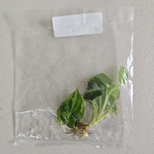 Load image into Gallery viewer, Philodendron Melanochrysum variegated tissue culture 2DayAir
